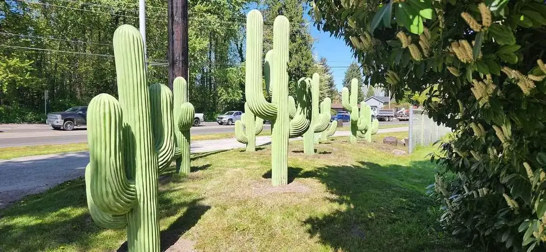 A roadside installation of numerous concrete Saguaro sculptures lining a grassy strip in Puyallup, WA.