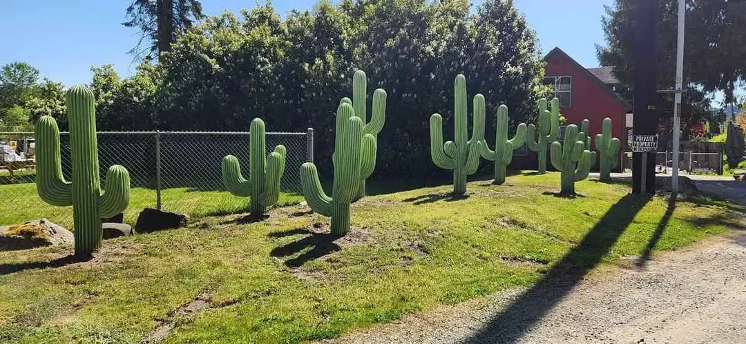 A row of finished concrete cactus sculptures installed on a sloped lawn next to a chain-link fence.